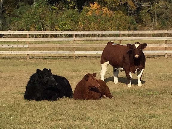  Back yard that’s fenced in.