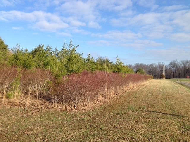Nursery stock