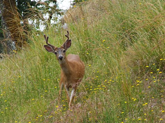 Regular visitors on our property!