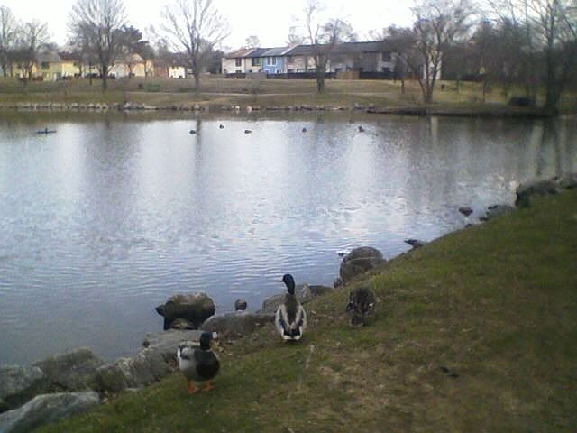 Pond right outside the front door! 