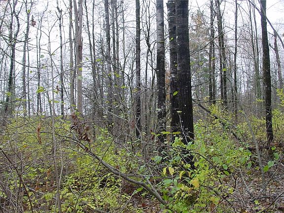 5th image of 4.4 Acres on Koeppler Rd.