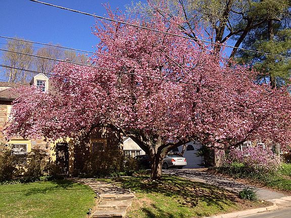  Cherry tree in bloom