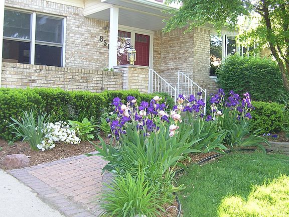 Irises by the brick paver