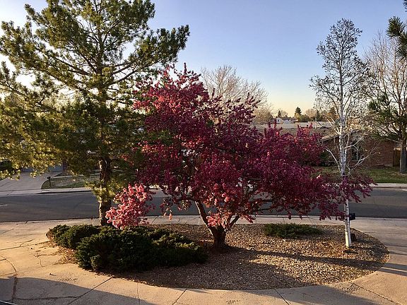 Circle drive in Spring bloom