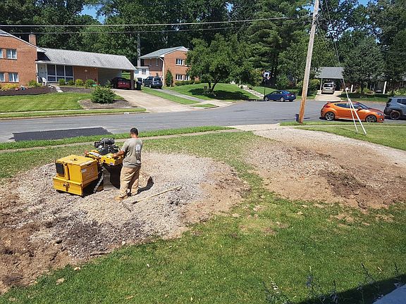 8 large trees were cut down for safety and natural light (2019)
