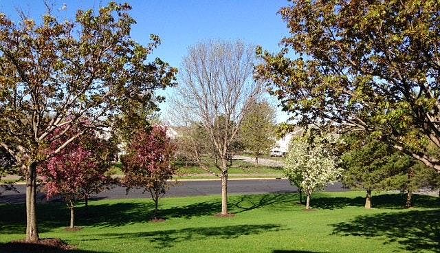view from dining room