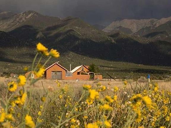 Wild Sunflowers on road