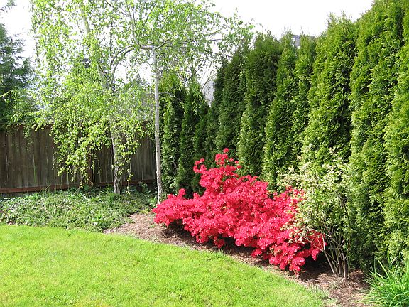 + 6 blueberry bushes