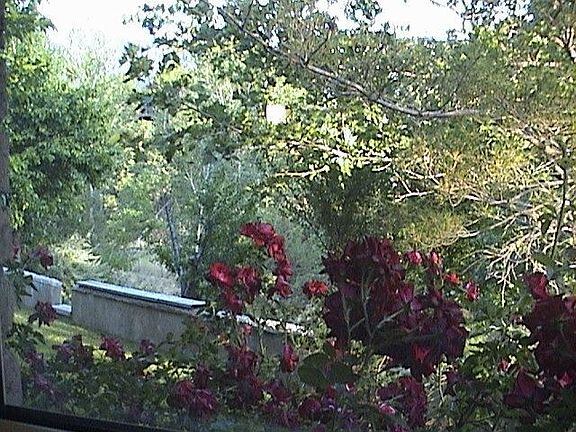 View from downstairs bedroom out back