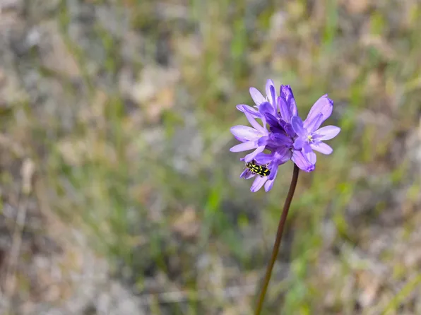 LOT 450 Erick Ln, Montague, CA 96064