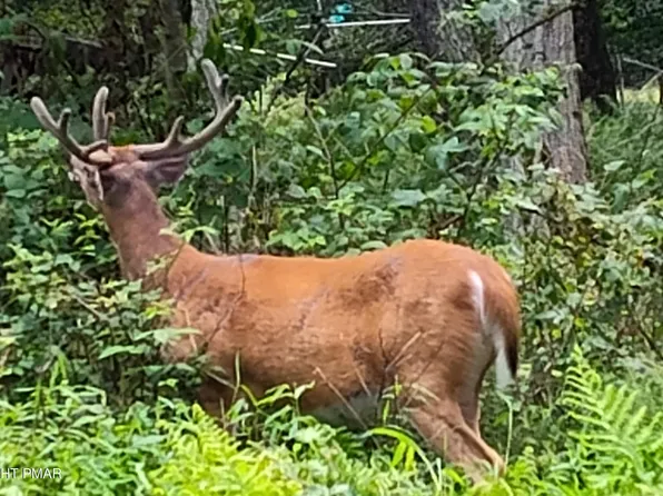 Arline Ln, Cresco, PA 18326