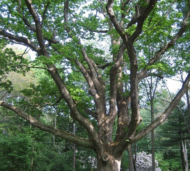 one of oldest oak trees in Medfield