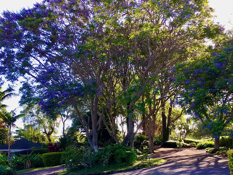 Driveway with Jacaranda blooms~