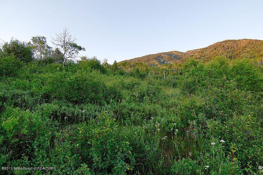 2nd image of Lot 11 Black Pine