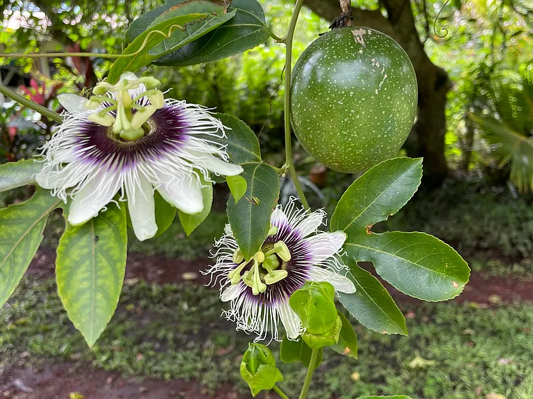 Lilikoi
