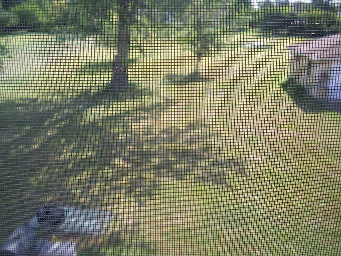 Part Of The Back Yard