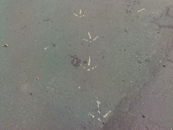 Turkeys pointing the way