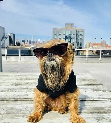 Rented by REAL New York | media 31