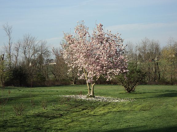 Side yard with Magnola tree