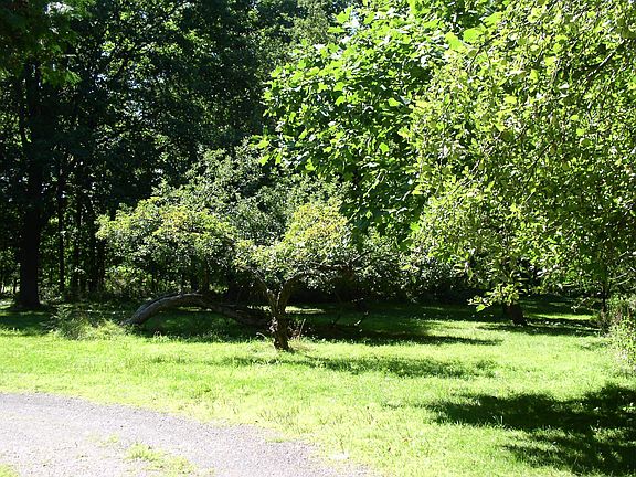 Orchard