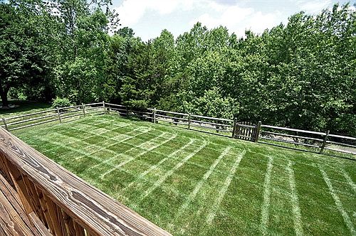 Spacious Fenced in Yard