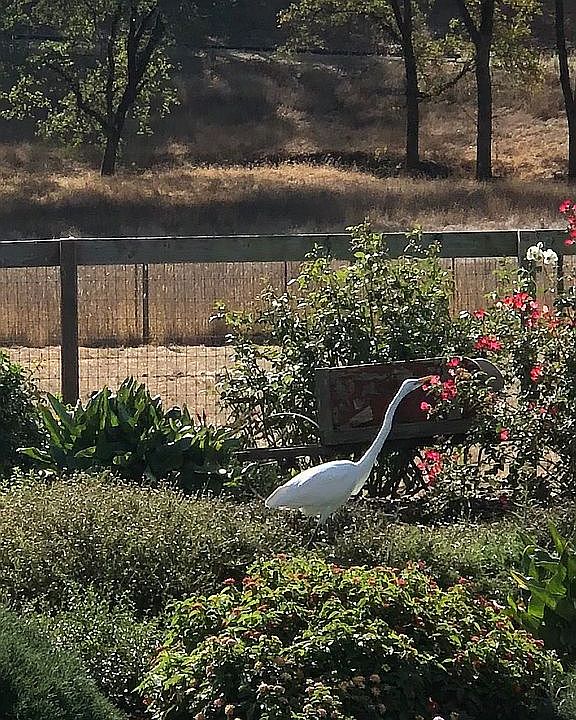 Backyard garden 