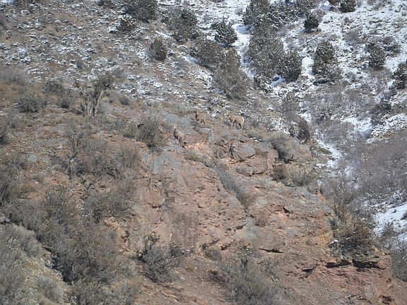 Big Horn Sheep!