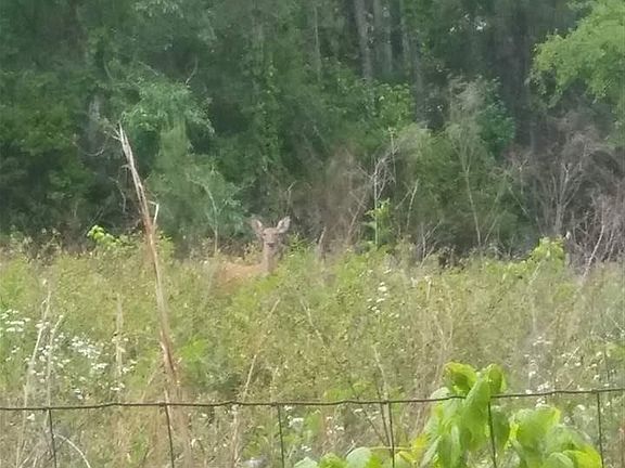 2nd image of 21510 NW County Road 241