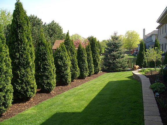 back yard