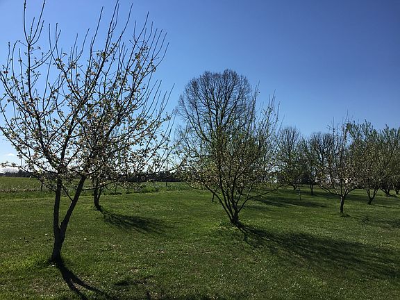 Apple/peach/cherry trees