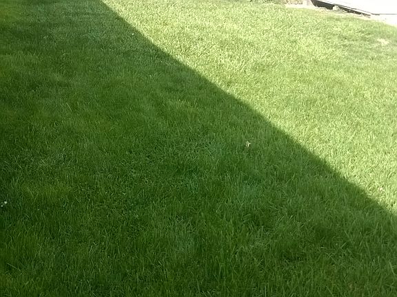 No Grass 4 years ago