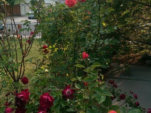 Roses