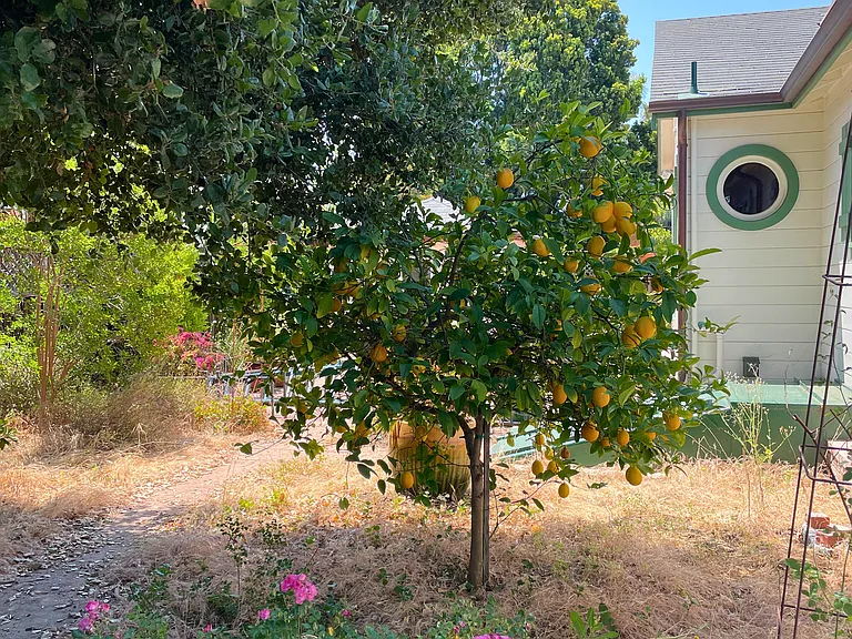 Backyard lemon tree