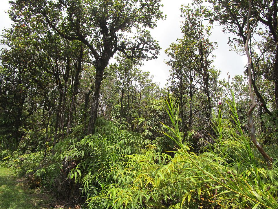 2nd image of Punahele St Lot 48