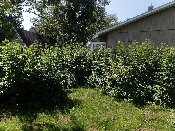 Raspsberries in back yard