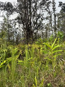 Road 4, Volcano, HI, 96785