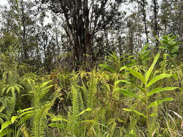 Road 4 Lot 179, Volcano, HI 96785