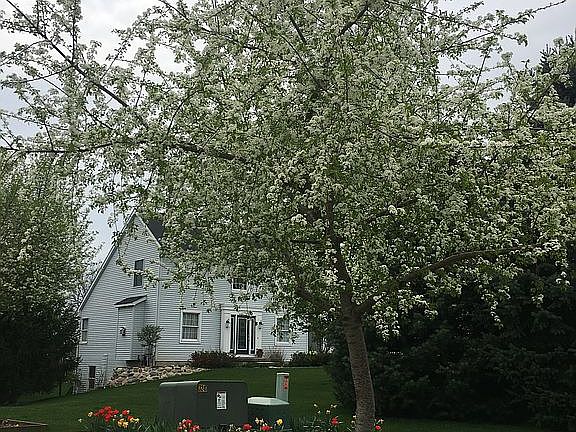 Beautiful mature trees