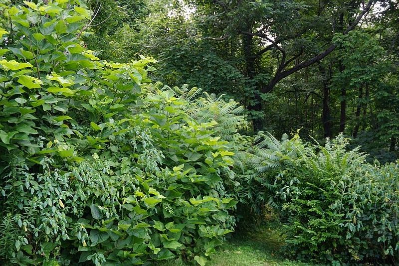2nd image of ENDERS Avenue