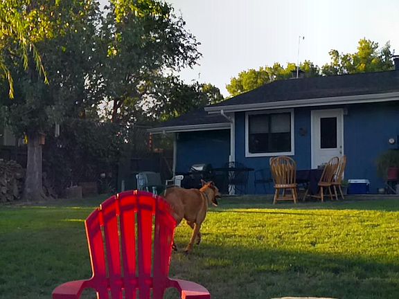 the whole back yard