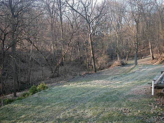 Black Walnut and other tree 