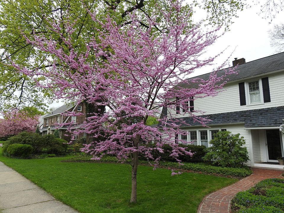 2nd image of 215 Ridge Ave