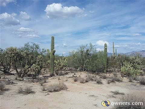 Plenty of Sahuaro Cactus