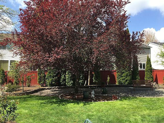 Beautiful Cherry Tree