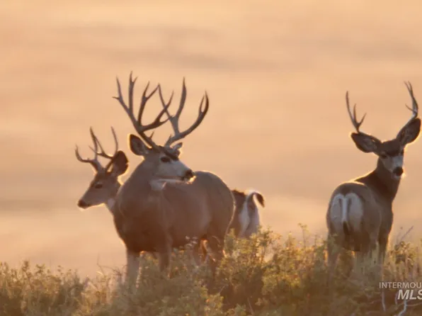 Monument Gulch Rd #320, Fairfield, ID 83327