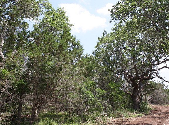 3rd image of 0 Aquifer Oaks Trl