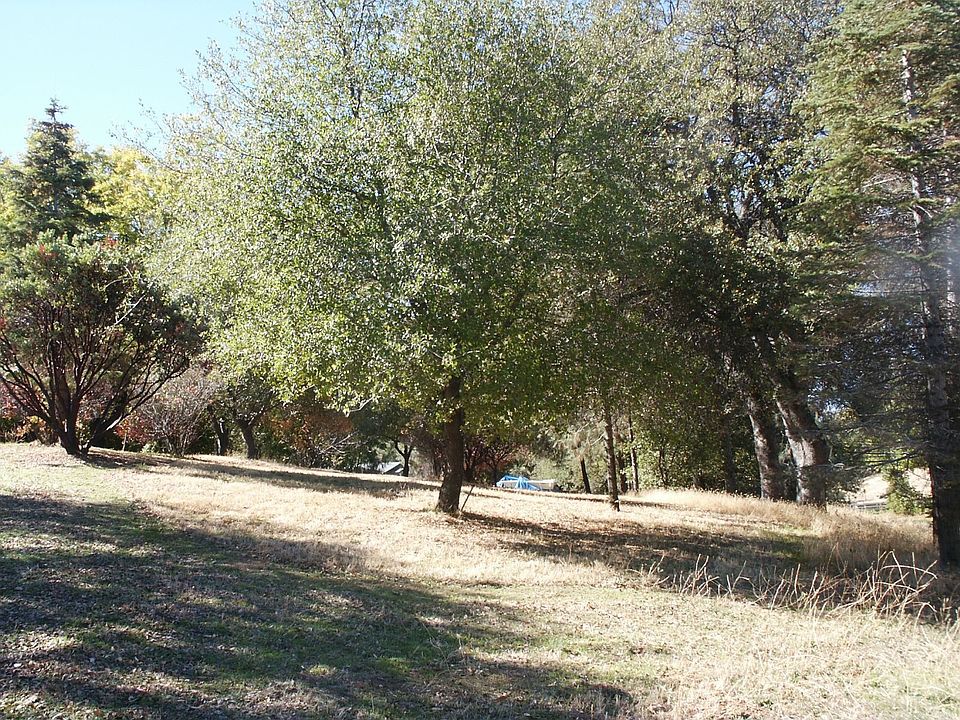 This is a view of the orchard leading up to the house off of State Hwy 49. Plu