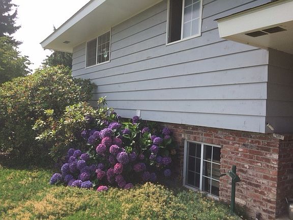Front of house/Hydrangea
