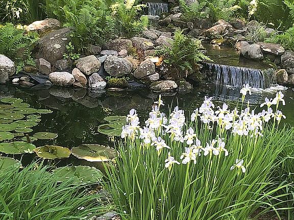 Pond with Waterfall Feature