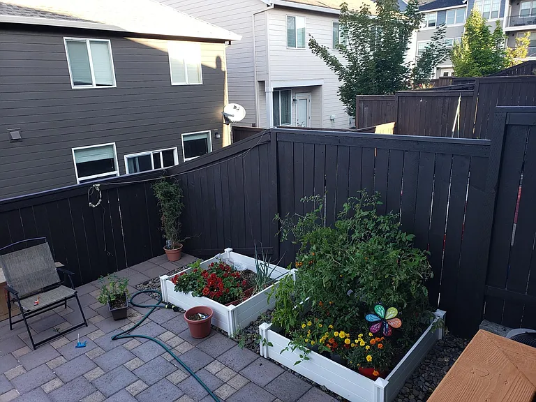 Garden beds in backyard